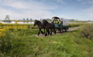 images/afbeeldingen/eiland/paardenkart.jpeg#joomlaImage://local-images/afbeeldingen/eiland/paardenkart.jpeg?width=310&height=191